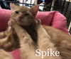 Spike