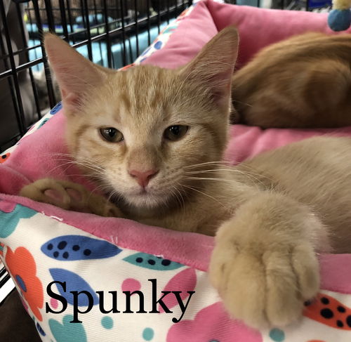 Spunky