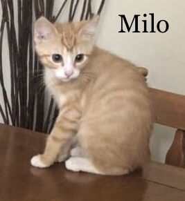 Milo