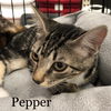 Pepper