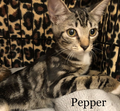 Pepper