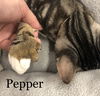 Pepper