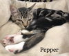 Pepper