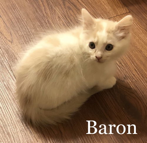 Baron