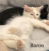 Baron