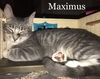 Maximus