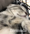 Bermuda