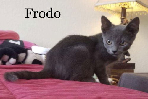 Frodo