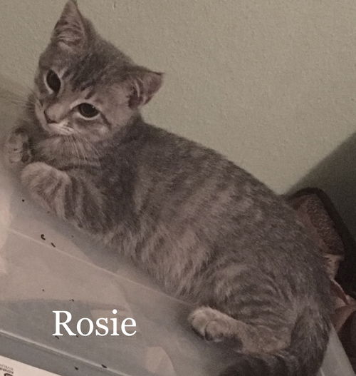 Rosie