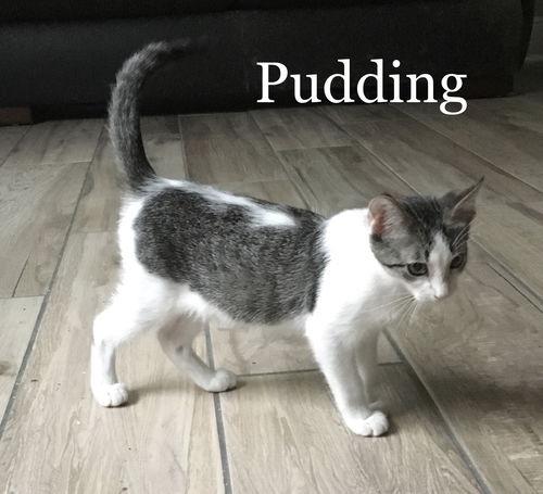 Pudding