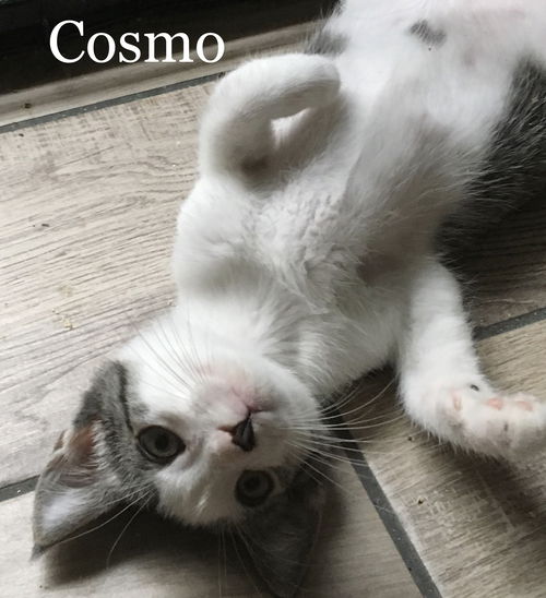 Cosmo