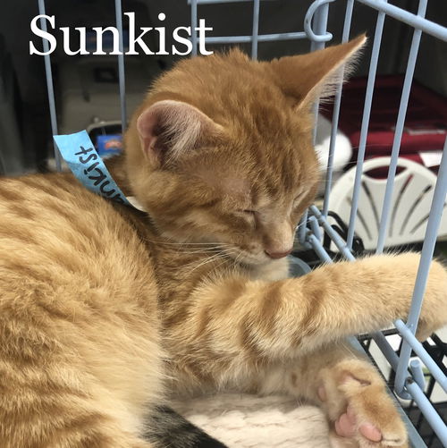 Sunkist