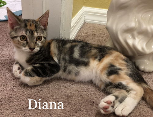 Diana