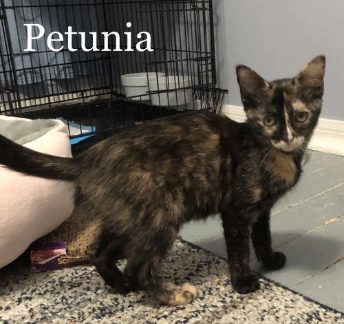 Petunia