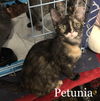 Petunia