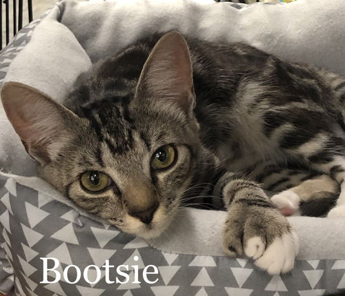 Bootsie