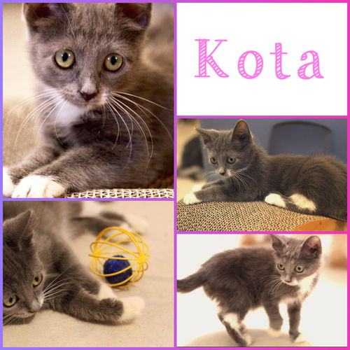 Kota