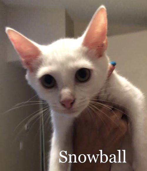 Snowball