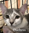 Duchess