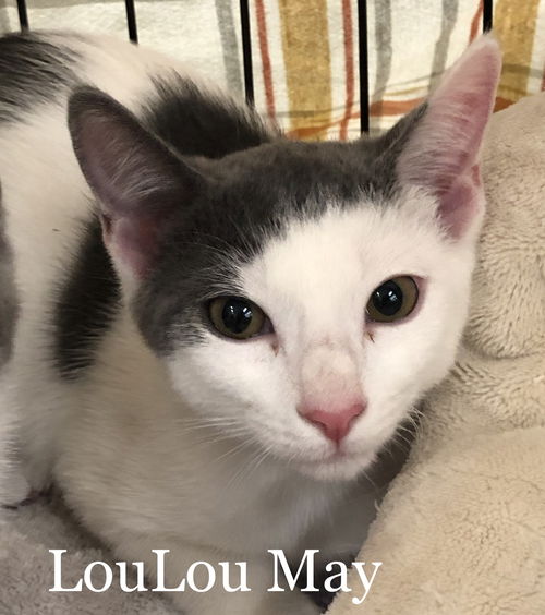 Lou Lou May