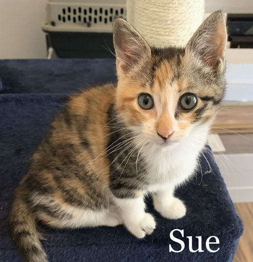 Sue