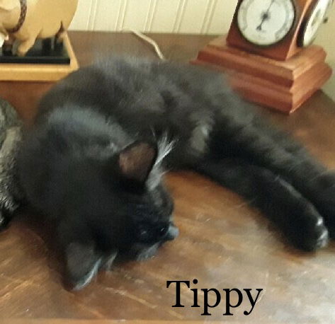 Tippy