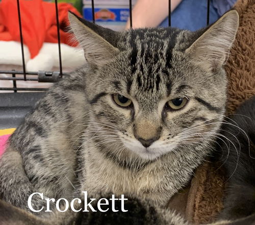 Crockett