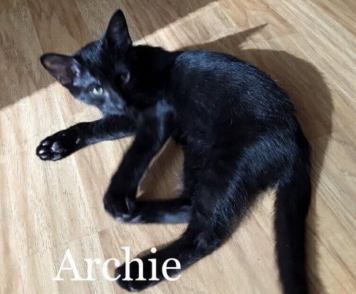 Archie