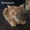 Mandarin