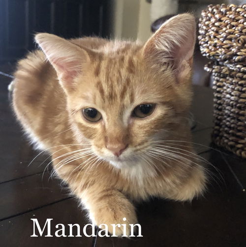 Mandarin