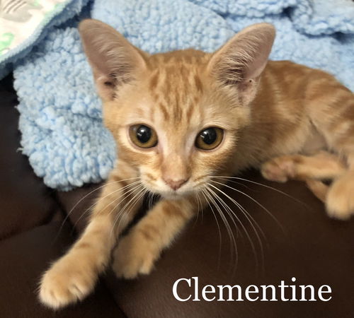 Clementine