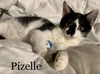 Pizelle