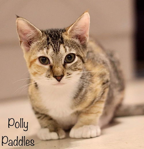 Polly Paddles