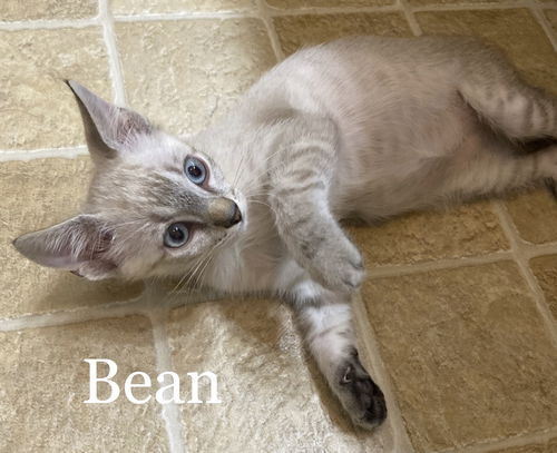 Bean