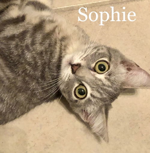 Sophie