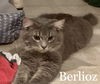 Berlioz