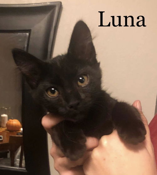 Luna