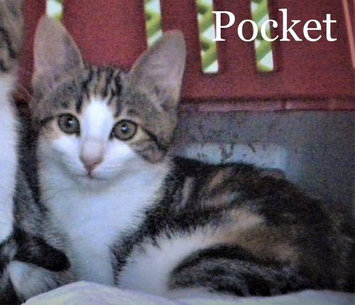 Pocket