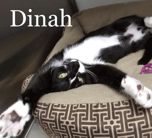 Dinah