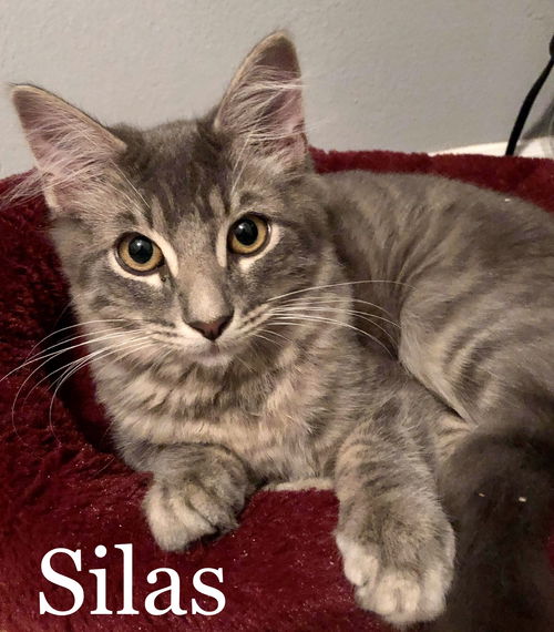 Silas