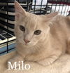 Milo