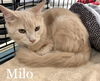 Milo