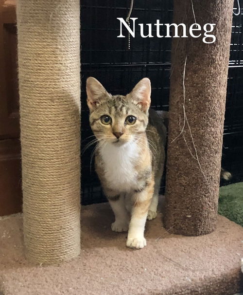 Nutmeg