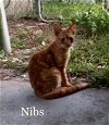 Nibs
