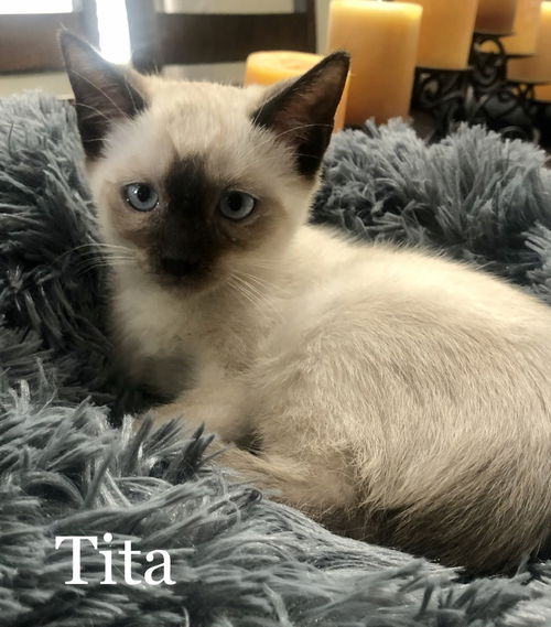 Tita