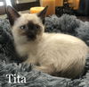 Tita