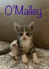 O’Malley