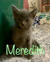 Meredith