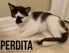 Perdita