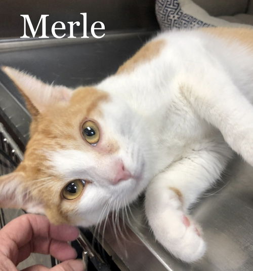 Merle